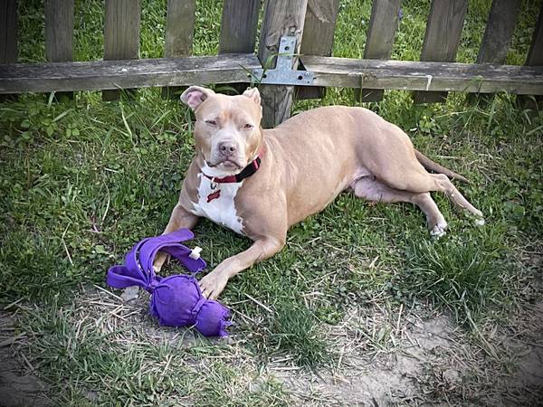 Lost dog