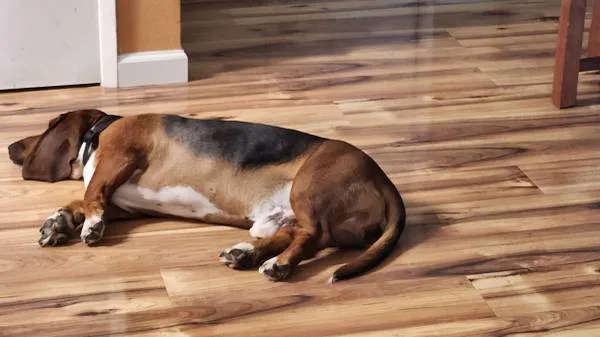 Lost dog