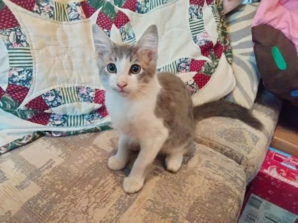 Found cat
