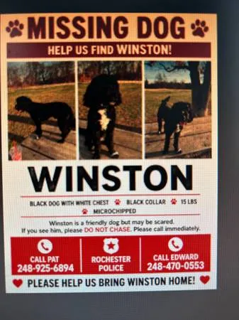 Lost dog