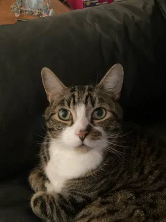 Lost cat