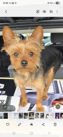 Lost dog