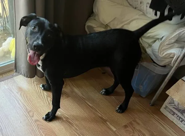 Found dog