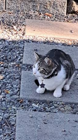 Lost cat