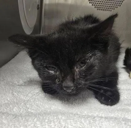 Found cat