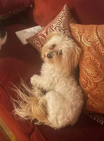Lost dog