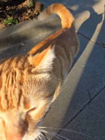 Found cat
