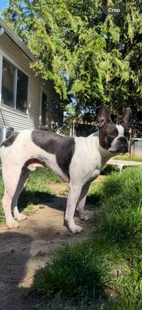 Lost dog