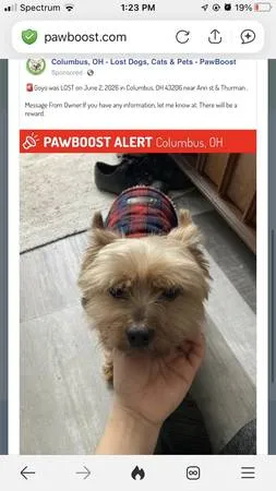Lost dog