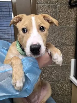 Found dog