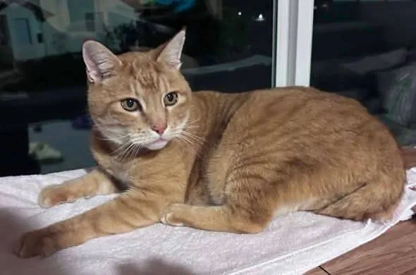 Lost cat