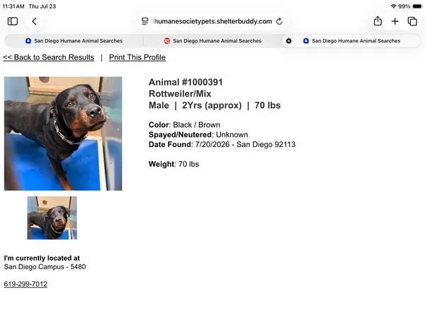 Found dog