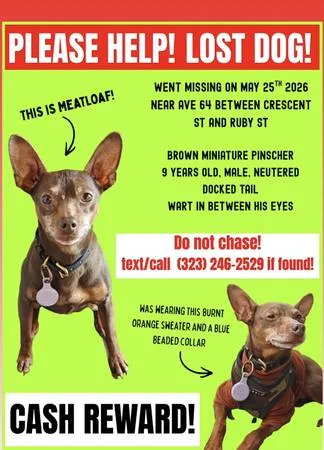 Lost dog