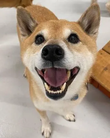 Lost dog