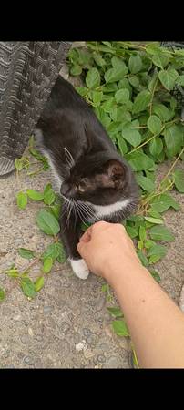 Found cat