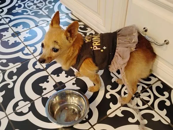 Found dog