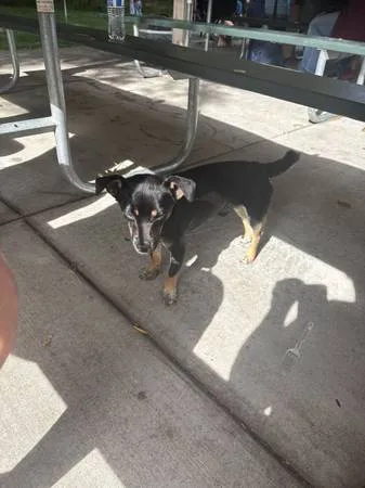 Found dog
