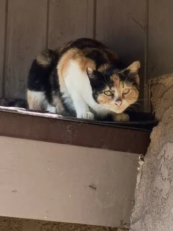 Found cat