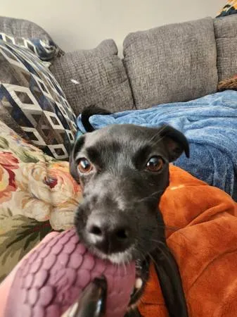 Lost dog