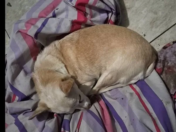 Lost dog