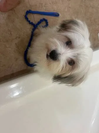 Found dog