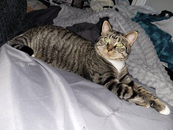 Lost cat