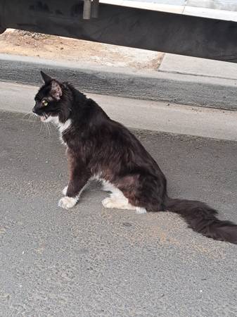 Found cat