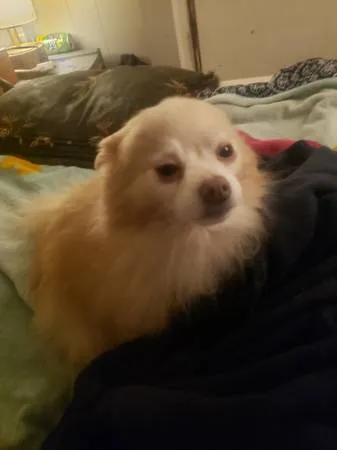 Lost dog