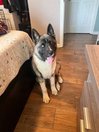Found dog
