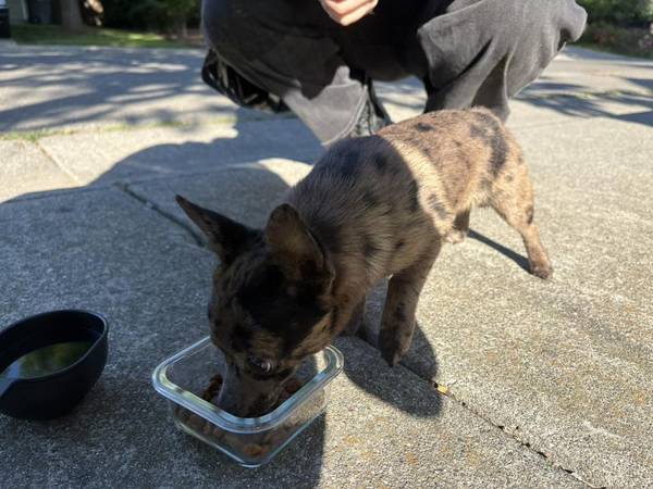 Found dog
