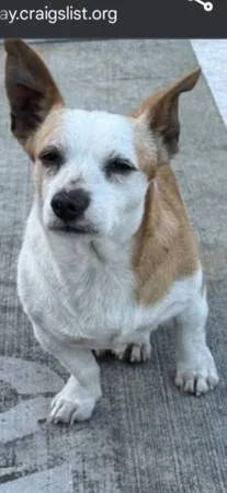 Lost dog