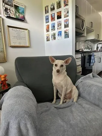 Lost dog