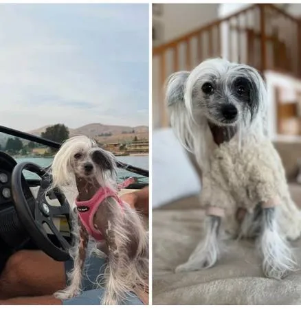 Lost dog