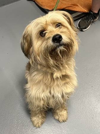 Found dog