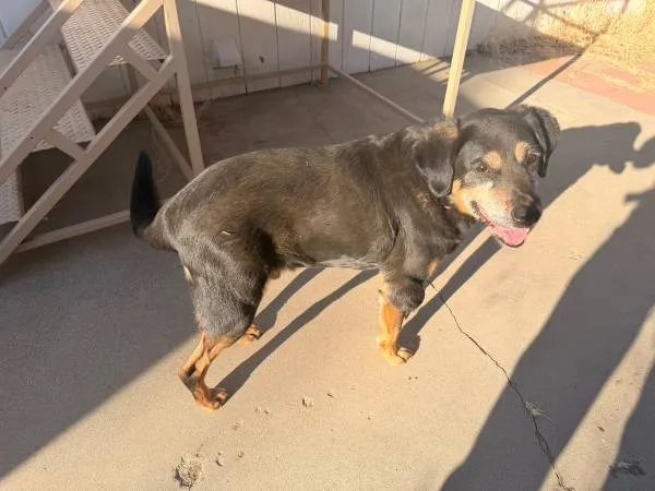 Found dog