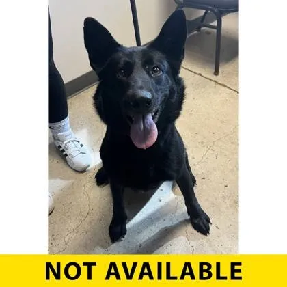 Found dog