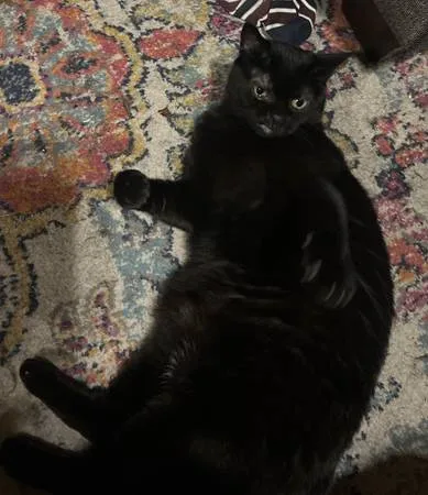 Lost cat
