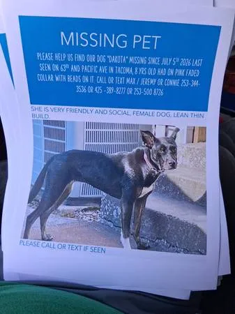 Lost dog