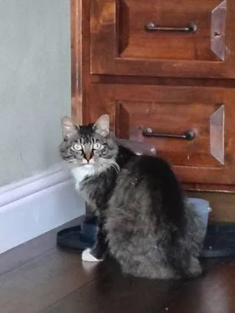 Found cat