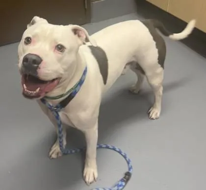 Found dog