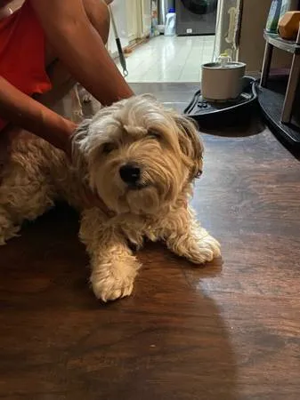 Found dog