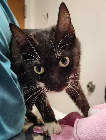 Found cat