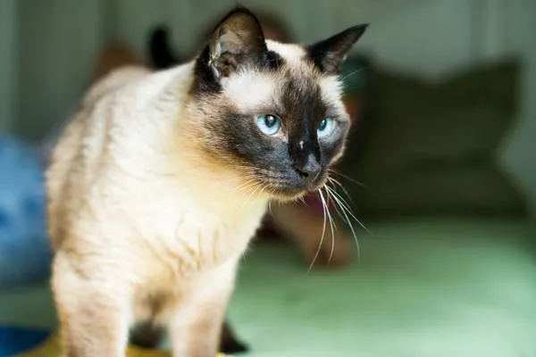 Lost cat