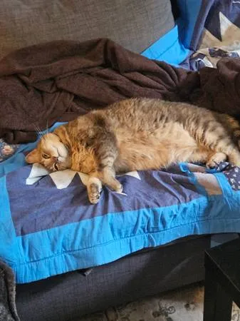 Lost cat