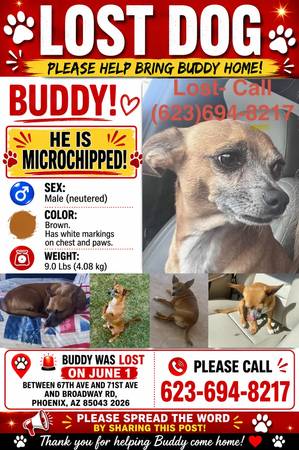 Lost dog