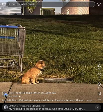 Lost dog