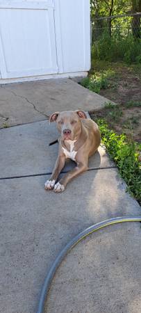 Lost dog