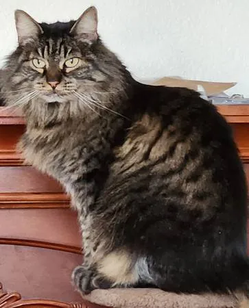 Lost cat
