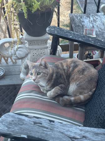 Found cat