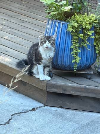 Found cat
